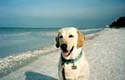 sanibel3a