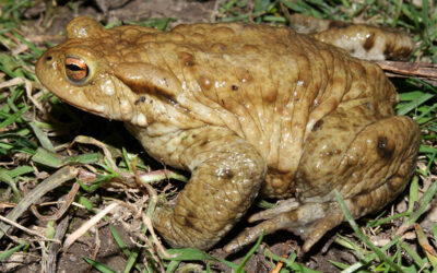 Bufo Toads