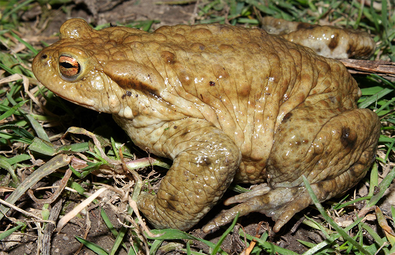 Bufo Toad
