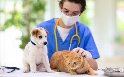 Ultimate Pet Insurance Checklist