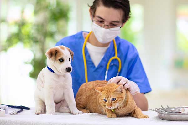 Ultimate Pet Insurance Checklist