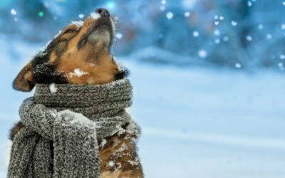 Cold Weather Safety Tips