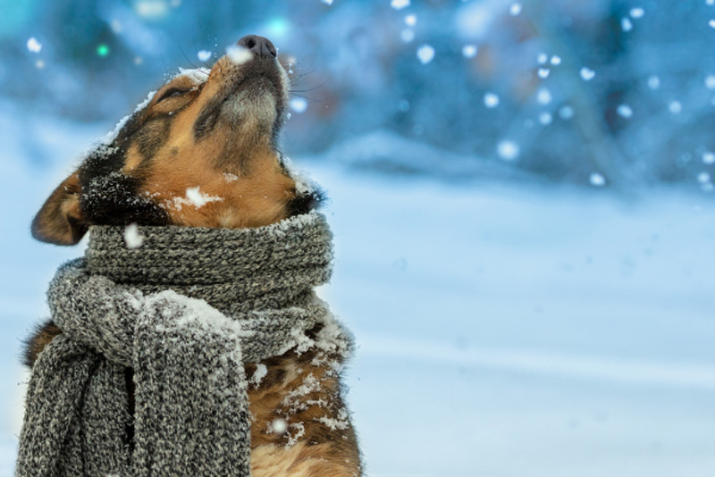 Cold Weather Safety Tips