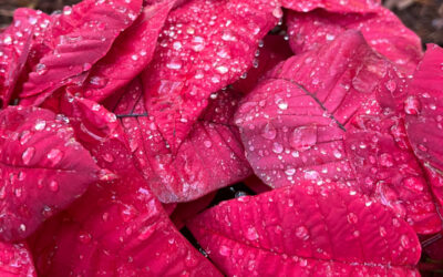 Poisonous Plants & Shrubs