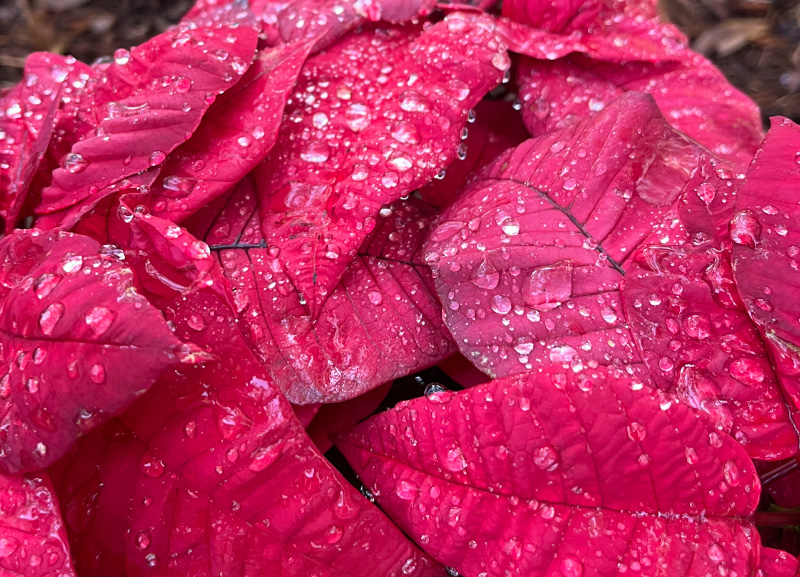 poisonous plants & shrubs